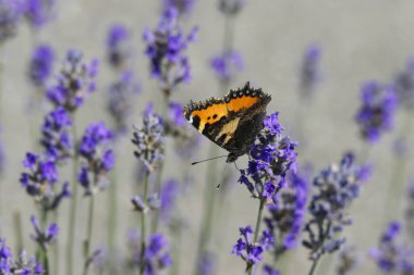İsviçre 'nin Zürih kentindeki lavanta bitkisine tünemiş küçük kaplumbağa kabuğu kelebeği (Aglais urticae)