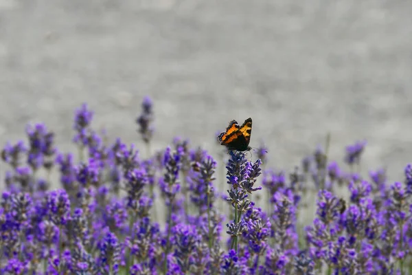 İsviçre 'nin Zürih kentindeki lavanta bitkisine tünemiş küçük kaplumbağa kabuğu kelebeği (Aglais urticae)