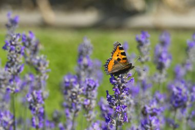 İsviçre 'nin Zürih kentindeki lavanta bitkisine tünemiş küçük kaplumbağa kabuğu kelebeği (Aglais urticae)