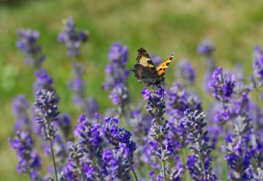 İsviçre 'nin Zürih kentindeki lavanta bitkisine tünemiş küçük kaplumbağa kabuğu kelebeği (Aglais urticae)