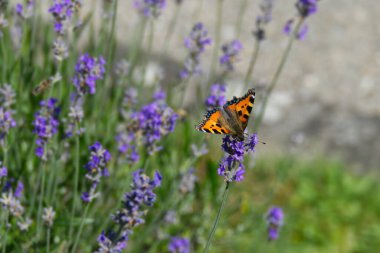 İsviçre 'nin Zürih kentindeki lavanta bitkisine tünemiş küçük kaplumbağa kabuğu kelebeği (Aglais urticae)