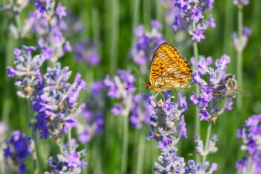 İsviçre 'nin Zürih kentindeki lavanta bitkisine tüneyen mermer Fritillary Kelebeği (Brenthis Daphne)