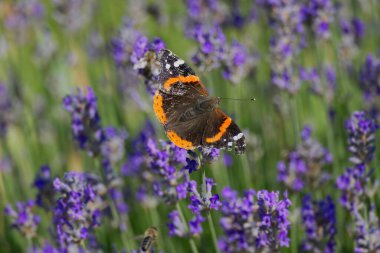 Kızıl Amiral Kelebeği (Vanessa Atalanta) İsviçre 'nin Zürih kentinde lavanta üzerine tünemiştir.