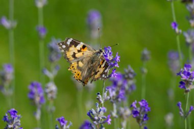 Boyalı Kadın (Vanessa Cardui) kelebek İsviçre 'nin Zürih şehrinde lavantanın üzerine tünedi