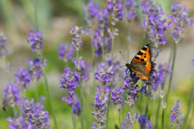 İsviçre 'nin Zürih kentindeki lavanta bitkisine tünemiş küçük kaplumbağa kabuğu kelebeği (Aglais urticae)