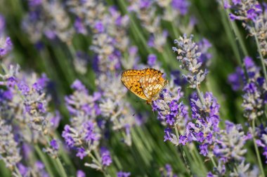 İsviçre 'nin Zürih kentindeki lavanta bitkisine tüneyen mermer Fritillary Kelebeği (Brenthis Daphne)