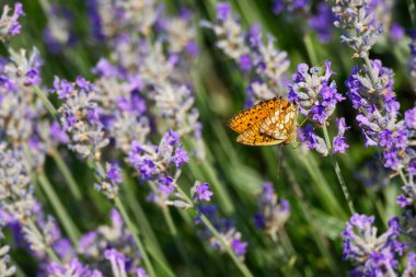 İsviçre 'nin Zürih kentindeki lavanta bitkisine tüneyen mermer Fritillary Kelebeği (Brenthis Daphne)