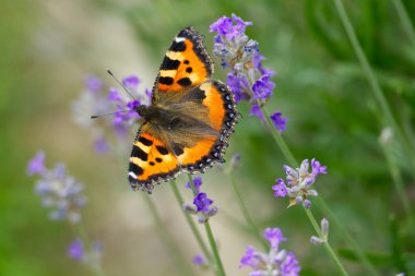 İsviçre 'nin Zürih kentindeki lavanta bitkisine tünemiş küçük kaplumbağa kabuğu kelebeği (Aglais urticae)