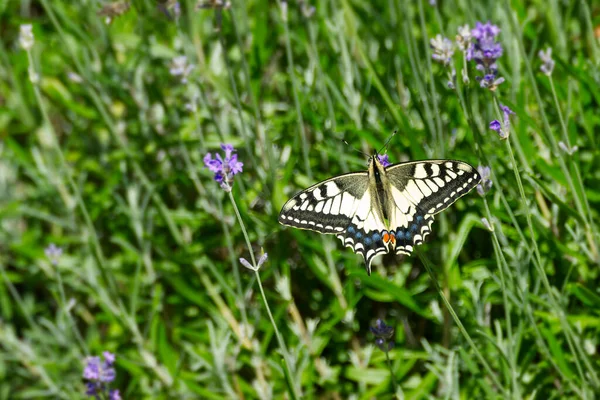 Old World Swallowtail Common Yellow Swallowtail Papilio Machaon Sitting Lavender — Stock Photo, Image