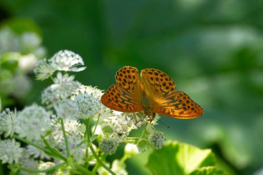 İsviçre 'nin Zürih kentindeki beyaz çiçekte oturan gümüş renginde Fritillary kelebeği (Argynnis paphia)