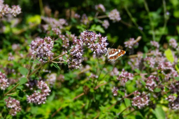 Carte Papillon Araschnia Levana Avec Les Ailes Fermées Assis Sur — Photo