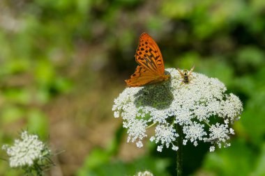 İsviçre 'nin Zürih kentindeki beyaz çiçekte oturan gümüş renginde Fritillary kelebeği (Argynnis paphia)