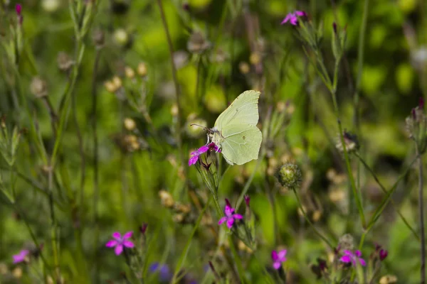 Papillon Soufre Commun Gonepteryx Rhamni Perché Sur Une Fleur Rose — Photo