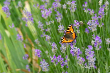 İsviçre 'nin Zürih kentindeki lavanta bitkisine tünemiş küçük kaplumbağa kabuğu kelebeği (Aglais urticae)