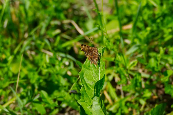 Comma Butterfly Polygonia Album Κλειστά Φτερά Ένα Πράσινο Φύλλο Στη — Φωτογραφία Αρχείου