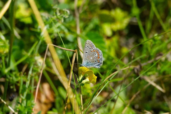 Silver Studded Blue Plebejus Argus Butterfly Closed Wings Perched Yellow — 스톡 사진