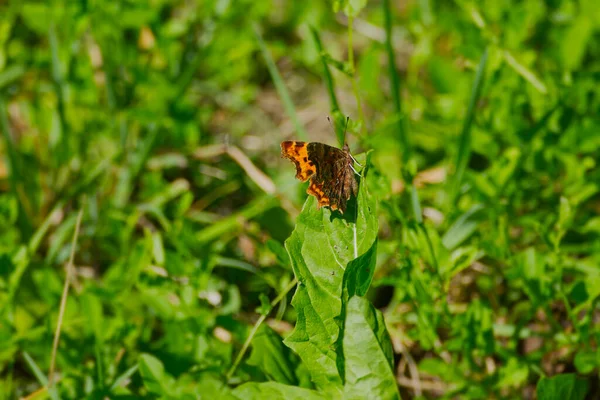 Comma Butterfly Polygonia Album Partially Open Wings Sitting Green Leaf — Fotografia de Stock