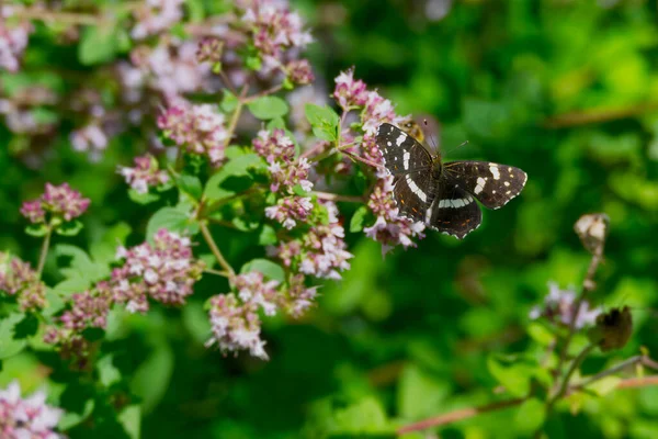 Carte Papillon Araschnia Levana Avec Les Ailes Ouvertes Assis Sur — Photo