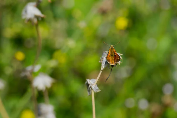 Grand Papillon Hespérie Ochlodes Sylvanus Perché Sur Une Plante Blanche — Photo