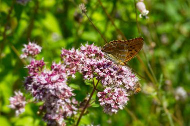 İsviçre 'nin Zürih kentinde açık pembe çiçeğin üzerinde oturan gümüş renginde Fritiller kelebeği (Argynnis paphia)