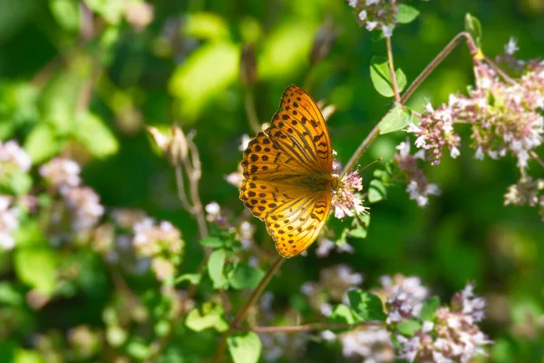 Papillon Fritillaire Argynnis Paphia Lavé Argent Assis Sur Une Fleur — Photo