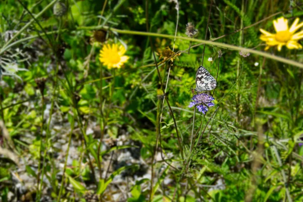 Белая Мраморная Melanargia Galathea Муха Окунулась Фиолетовый Цветок Цюрихе Швейцария — стоковое фото