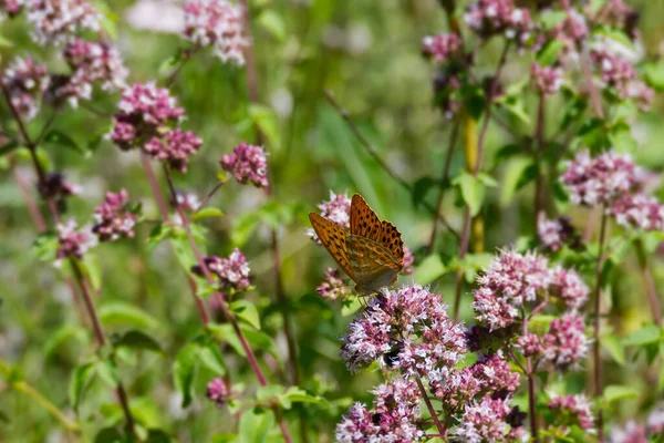 Silver Washed Fritillary Butterfly Argynnis Paphia Sitting Light Pink Flower — Stock Photo, Image