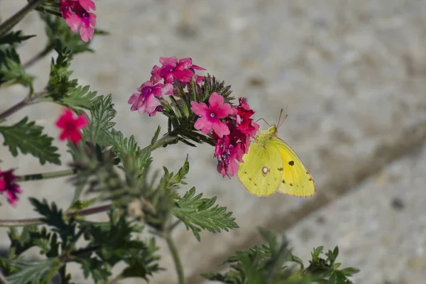 Clouded Yellow Colias Croceus Butterfly Perched Pink Flower Zurich Switzerland — ストック写真
