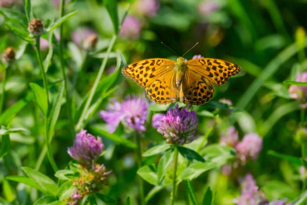 stock image Silver-washed Fritillary butterfly (Argynnis paphia) sitting on pink flower in Zurich, Switzerland