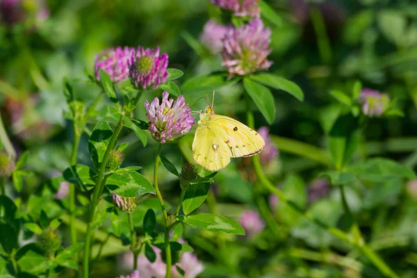 Clouded Yellow (Colias croceus) Butterfly perched on pink flower in Zurich, Switzerland