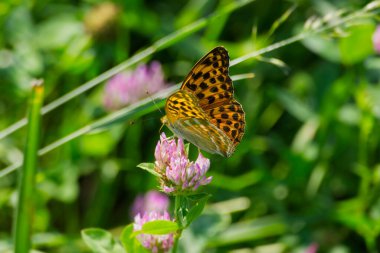 İsviçre 'nin Zürih kentindeki pembe çiçekte oturan gümüş renginde Fritillary kelebeği (Argynnis paphia)