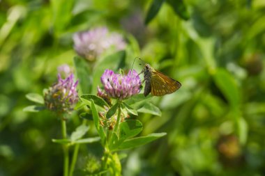 Büyük Skipper Kelebeği (Ochlodes Sylvanus) İsviçre 'nin Zürih kentinde pembe bir çiçeğe tünemiştir.