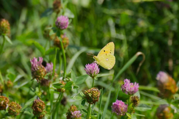 Clouded Yellow Colias Croceus Butterfly Perched Pink Flower Zurich Switzerland — Stock Photo, Image