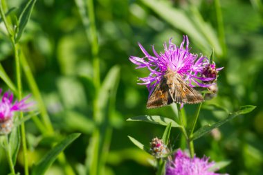 İsviçre 'nin Zürih kentindeki pembe çiçeğe tüneyen Güve (Autographa gamma)