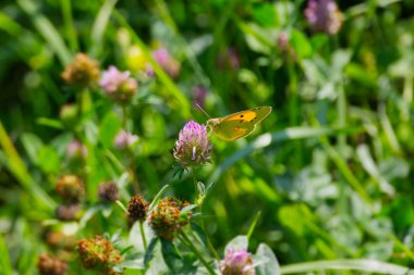 Bulutlu Sarı (Colias croceus) Kelebek İsviçre 'nin Zürih kentindeki pembe çiçeğe tünedi