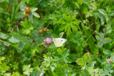 Large white butterfly (Pieris brassicae) perched on pink flower in Zurich, Switzerland