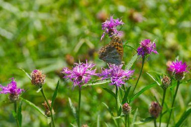 İsviçre 'nin Zürih kentindeki pembe çiçekte oturan gümüş renginde Fritillary kelebeği (Argynnis paphia)