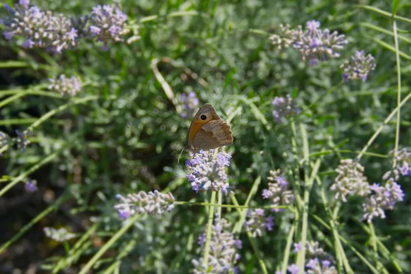 Papillon Marron Des Prés Maniola Jurtina Perché Sur Lavande Zurich — Photo