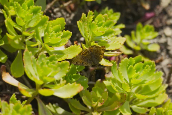 Burnet companion moth (Euclidia glyphica) perched on a green plant in Zurich, Switzerland