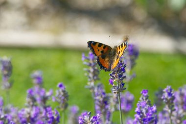 İsviçre 'nin Zürih kentindeki lavanta bitkisine tünemiş küçük kaplumbağa kabuğu kelebeği (Aglais urticae)