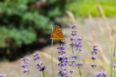 İsviçre 'nin Zürih kentindeki lavantanın üzerinde gümüş renginde yıkanmış Fritiller Kelebeği (Argynnis paphia) oturmaktadır.