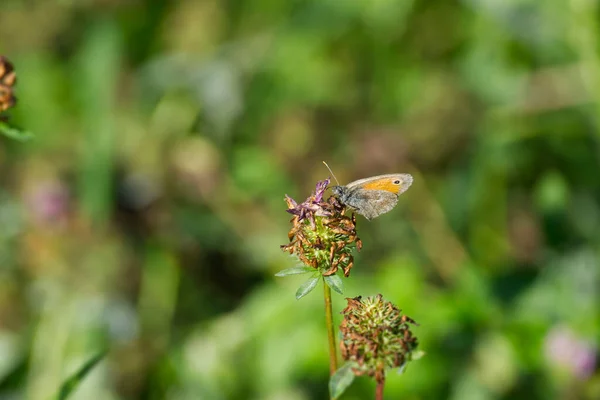 Small Heath Butterfly Coenonympha Pamphilus Sitting Flower Zurich Switzerland — ストック写真