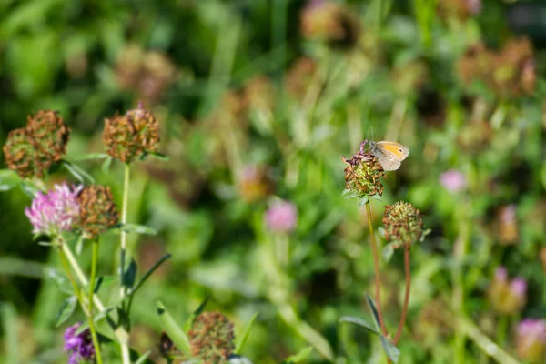 Small Heath Butterfly Coenonympha Pamphilus Sitting Flower Zurich Switzerland — Photo