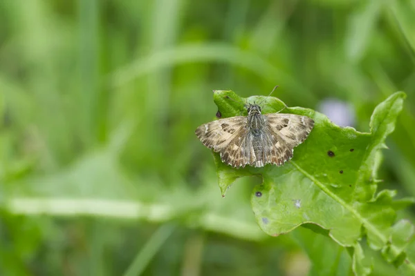 Mallow Skipper Carcharodus Alceae Butterfly Perched Green Leaf Zurich Switzerland — Stock Photo, Image
