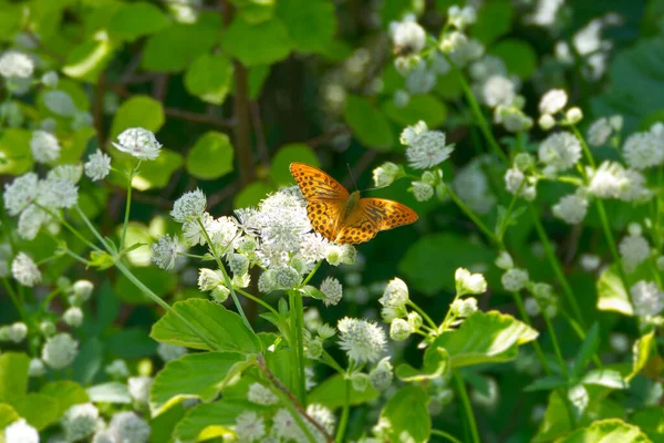 Silbergewaschener Fritillarschmetterling Argynnis Paphia Sitzt Auf Einer Weißen Blume Zürich — Stockfoto