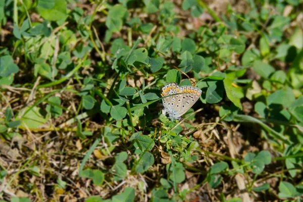 Brown Argus Aricia Agestis Butterfly Closed Wings Sitting Grass Zurich — Stock Photo, Image