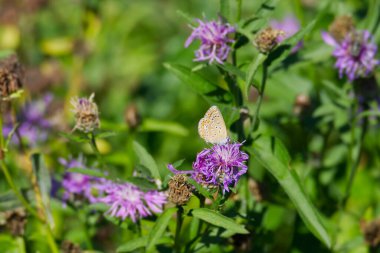 Brown Argus (Aricia agestis) butterfly with closed wings sitting on pink flower in Zurich, Switzerland
