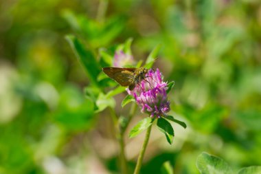 Büyük Skipper Kelebeği (Ochlodes Sylvanus) İsviçre 'nin Zürih kentinde pembe bir çiçeğe tünemiştir.