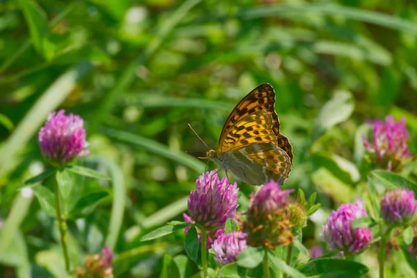 Papillon Fritillaire Argenté Argynnis Paphia Assis Sur Une Fleur Rose — Photo