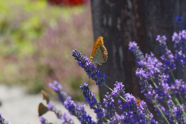 Silver Washed Fritillary Butterfly Argynnis Paphia Sitting Lavender Zurich Switzerland — Stock Photo, Image